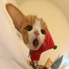 Maya Soebardjo avatar